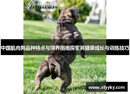 中国肌肉狗品种特点与饲养指南探索其健康成长与训练技巧